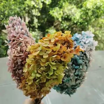 15-20cm çiçek Kafa,Korunmuş Gerçek Ortanca kök, Degrade Renk Ekleme ekran çiçekler Düğün parti Ev Dekorasyonu için 1