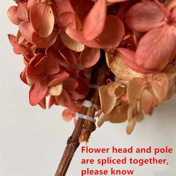 15-20cm çiçek Kafa,Korunmuş Gerçek Ortanca kök, Degrade Renk Ekleme ekran çiçekler Düğün parti Ev Dekorasyonu için 3