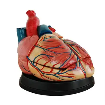 Kalp modeli kalp anatomisi modeli büyük kalp vasküler arteriovenous organ yapısı model beyin ilaç