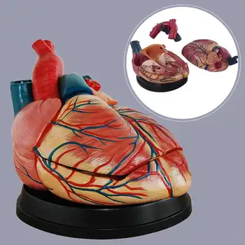Kalp modeli kalp anatomisi modeli büyük kalp vasküler arteriovenous organ yapısı model beyin ilaç 1