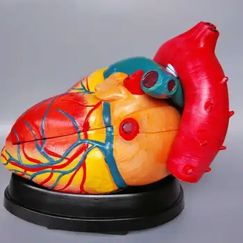 Kalp modeli kalp anatomisi modeli büyük kalp vasküler arteriovenous organ yapısı model beyin ilaç 2