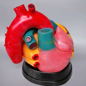 Kalp modeli kalp anatomisi modeli büyük kalp vasküler arteriovenous organ yapısı model beyin ilaç 3