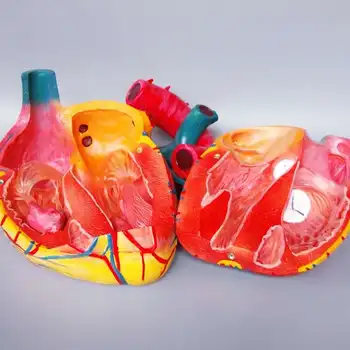 Kalp modeli kalp anatomisi modeli büyük kalp vasküler arteriovenous organ yapısı model beyin ilaç 4
