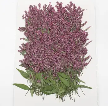 60 adet Kurutulmuş Preslenmiş Çiçek Ludwigia prostrata Roxb. Epoksi Reçine Kolye Kolye Takı Yapımı El Sanatları DIY Aksesuarları 1
