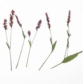 60 adet Kurutulmuş Preslenmiş Çiçek Ludwigia prostrata Roxb. Epoksi Reçine Kolye Kolye Takı Yapımı El Sanatları DIY Aksesuarları 3