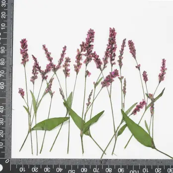 60 adet Kurutulmuş Preslenmiş Çiçek Ludwigia prostrata Roxb. Epoksi Reçine Kolye Kolye Takı Yapımı El Sanatları DIY Aksesuarları 4